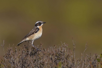 Whinchat