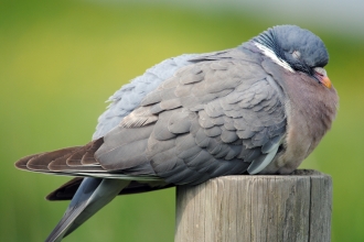 Woodpigeon