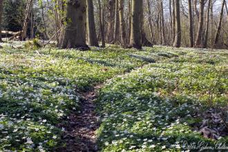 Copperas Wood Anemones