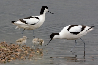 Avocets BHF Brian Clark