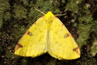 Brimstone Moth