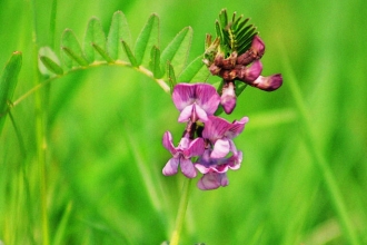 Bush Vetch