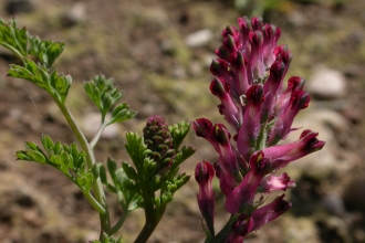 Common Fumitory