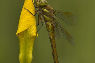 Norfolk Hawker