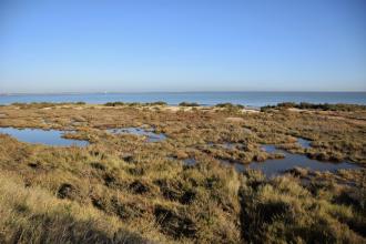 Bradwell Shell Bank nature reserve