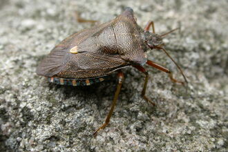 Forest Bug