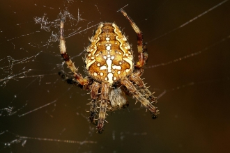 Garden Spider