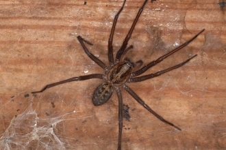 Giant House Spider