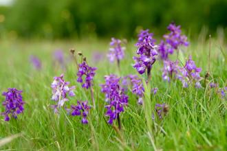 Oxley Meadows Green Winged Orchids