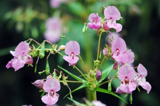 Himalayan Balsam