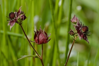 Marsh Cinquefoil