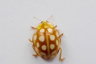 Orange Ladybird