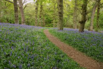 Shut Heath Wood Bluebells