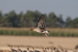 Pink-footed Goose
