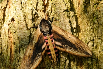 Privet Hawk-moth