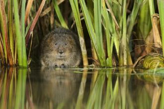 Water Vole