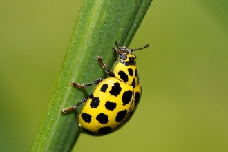 22-spot Ladybird