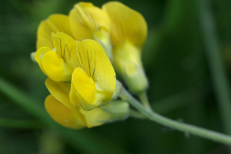 Meadow Vetchling