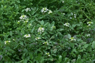 Water-cress