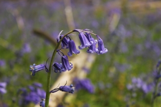 Bluebells