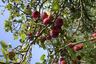 Sergeants Orchard Work Party