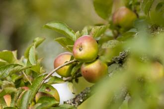 Apple Orchard