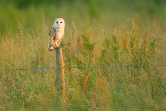 Barn Owl