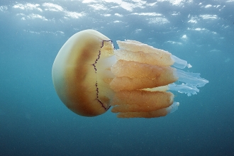 Barrel jellyfish