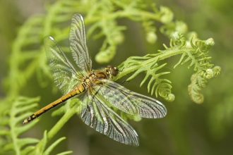 Black Darter dragonfly
