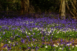 Bluebells and Wood Anenomes at Backwarden 