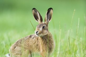 Brown Hare