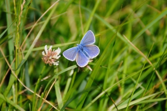 Common Blue butterfly