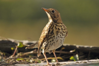 Song Thrush Dawn Chorus