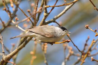 Blackcap Fingringhoe