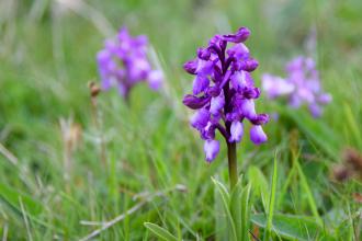 Green Winged Orchid Emily McParland