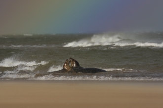 Grey seals fighting