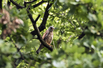 Nature Reserves The Wildlife Trusts