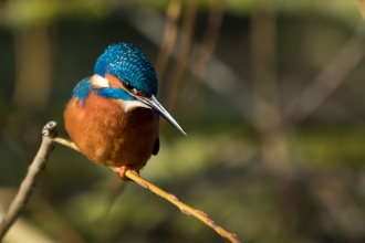 Kingfisher 