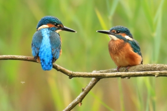 Kingfisher pair Jon Hawkins Surrey Hills Photography