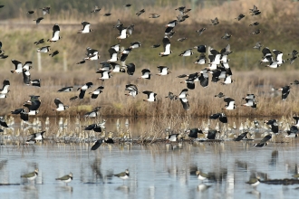 Lapwing and Plover Blue House Farm Peter Hewitt