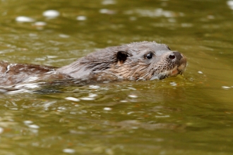 Otter