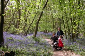 Tile Wood family with Bluebells