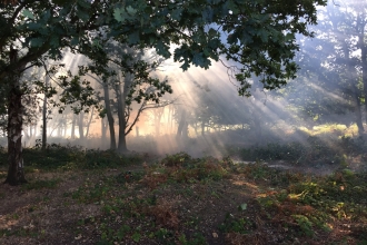 Tiptree Heath John More