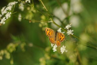 Wall Brown - Amy Lewis