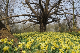 Warley Place spring bulb spectaular