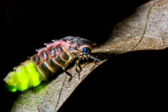 Photo Credit- National Geographic