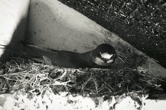 Swallow webcam