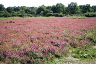 Tiptree Heath