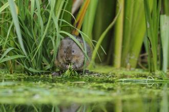 Water Vole Terry Whittaker 2020 Vision