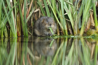 Water Vole eating Terry Whittaker 2020 Vision